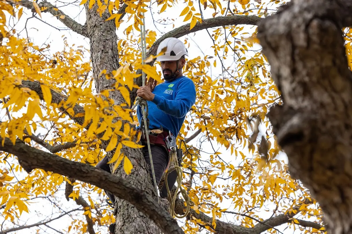 Skilled Tree Trimming crew working in Denison